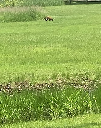 Things to see in Maumee Ohio
